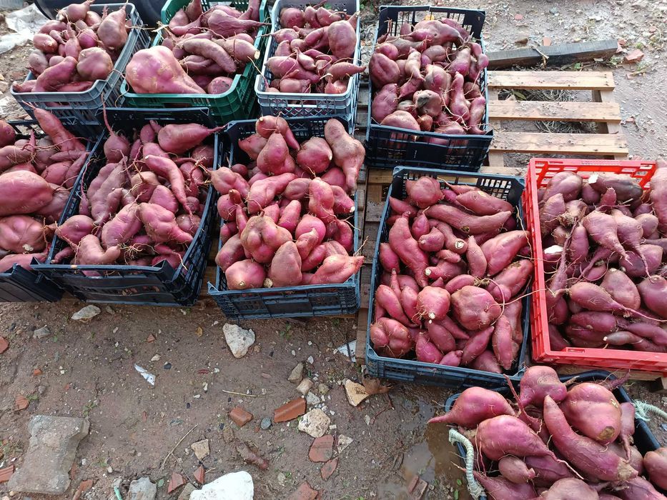 batatas doces...