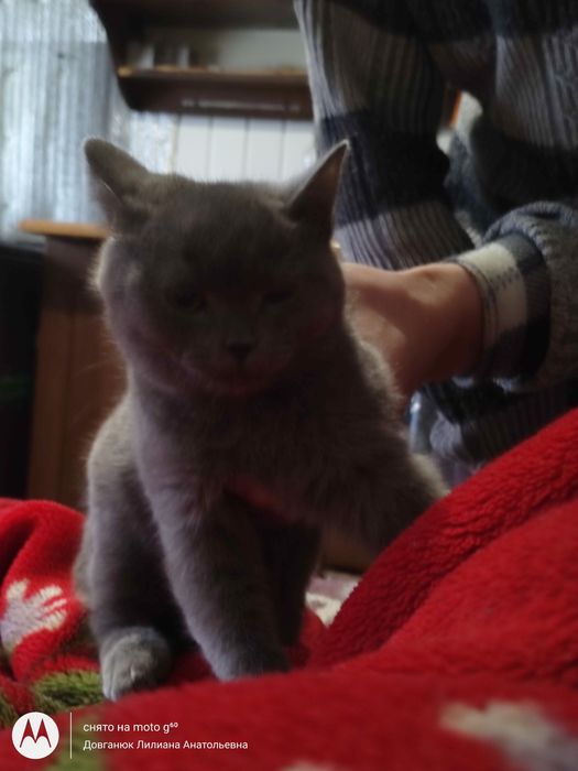 Британский котенок