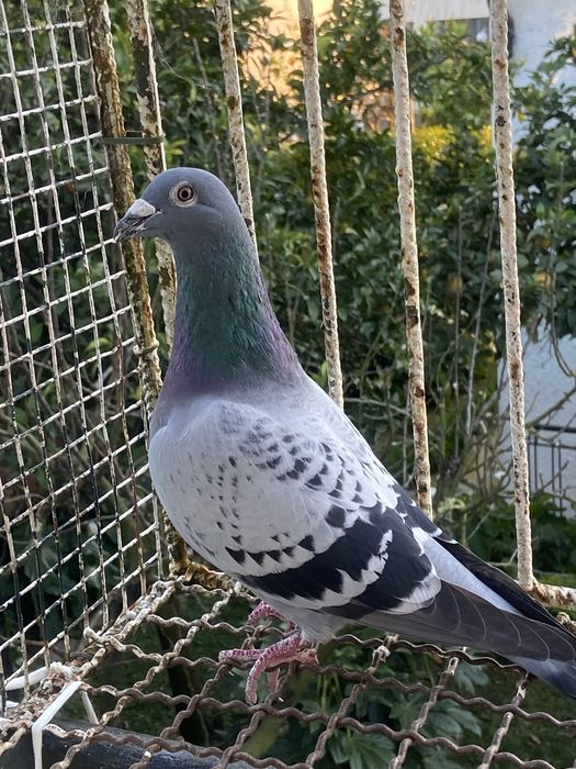 Pombos para cedência ( team trofa )