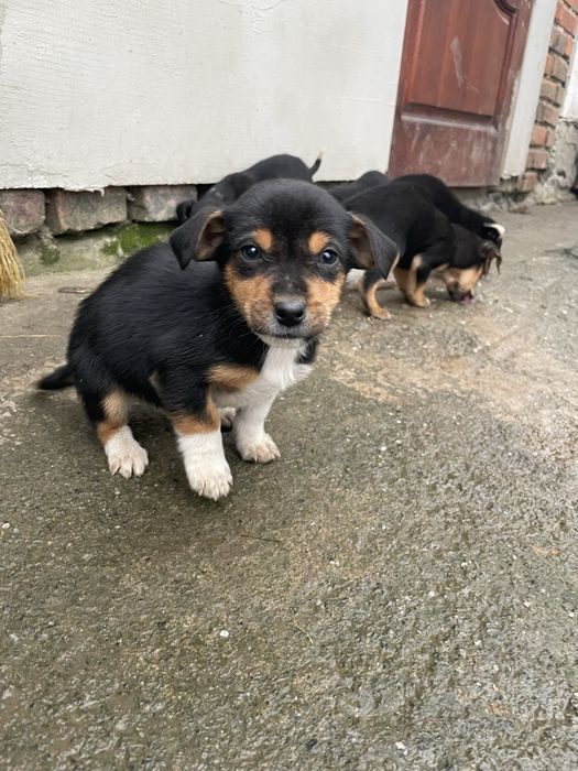 Собачки дівчатка