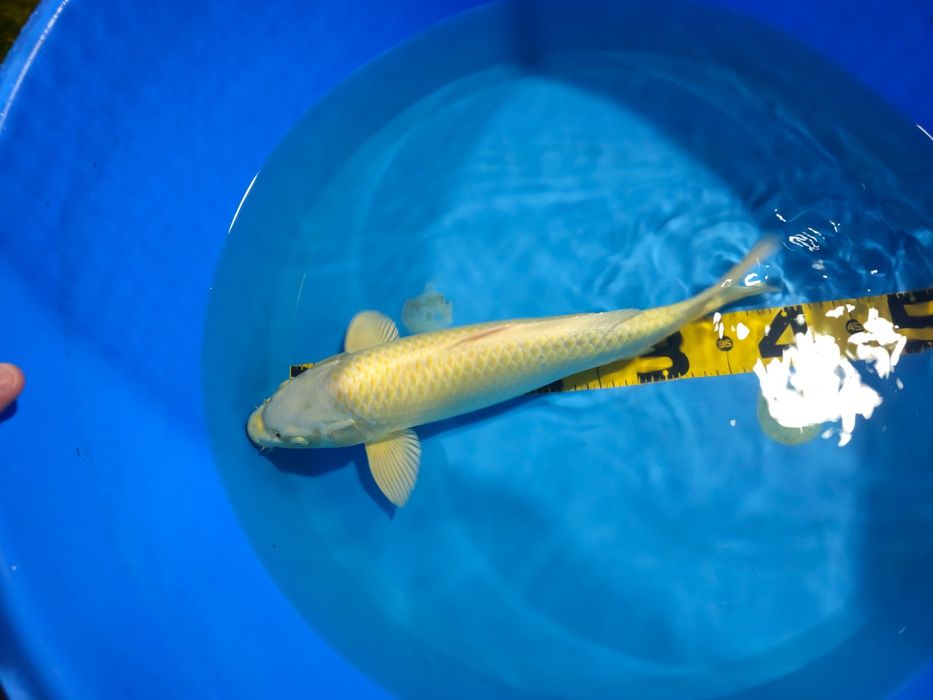 Carpa Koi Yamabuki 42cm