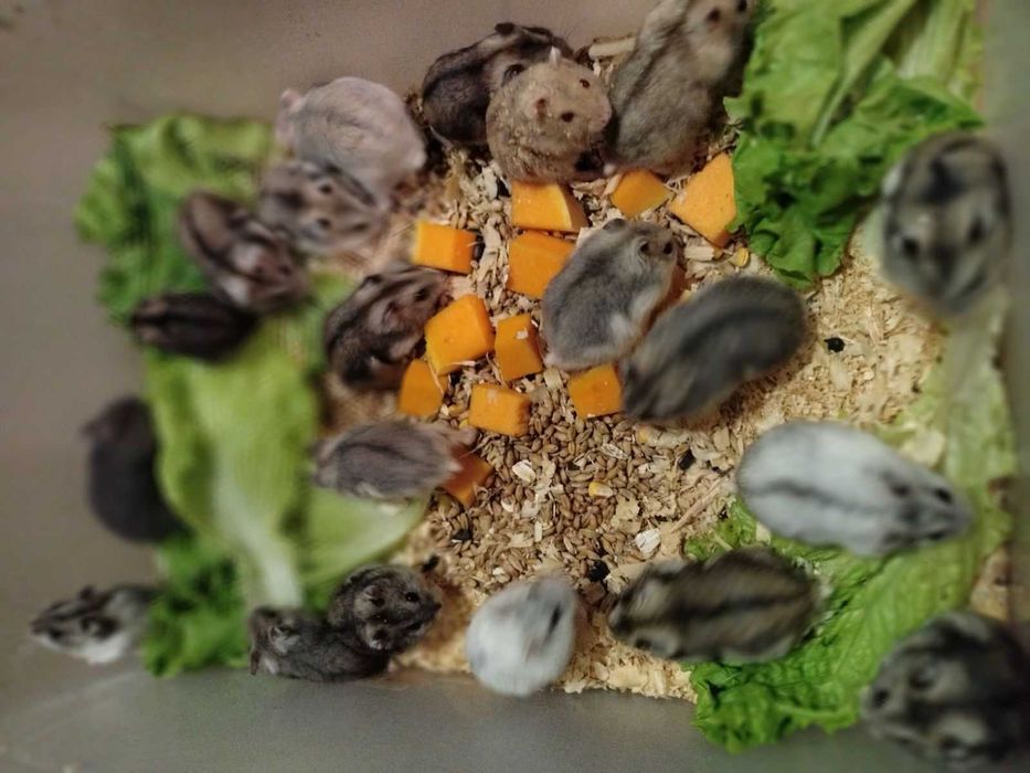 Продам джунгариков