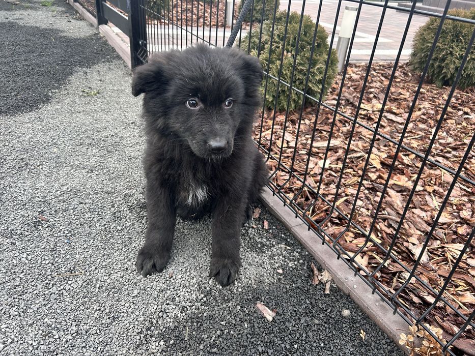 Szczeniak Owczarek Niemiecki Długowłosy
