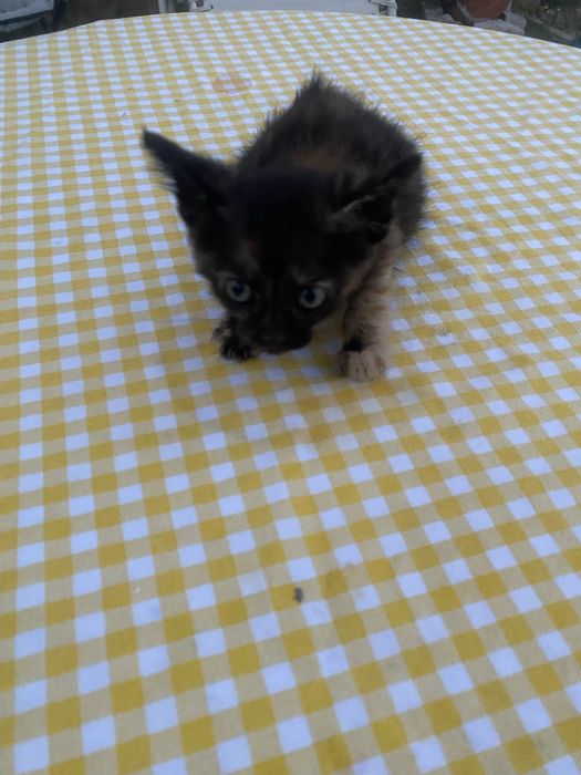 Gata bebé para dar