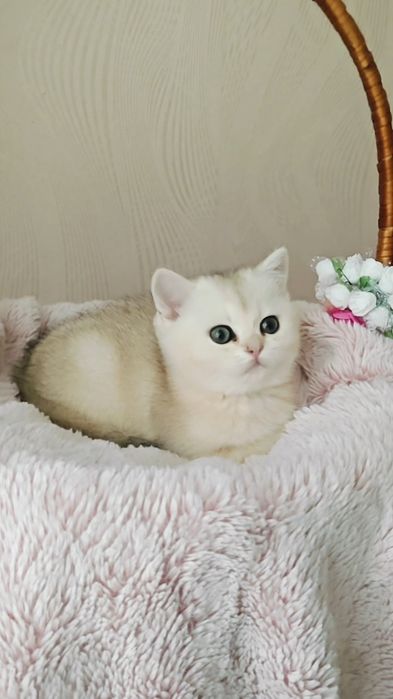 Девочка и мальчик серебристые шиншиллы