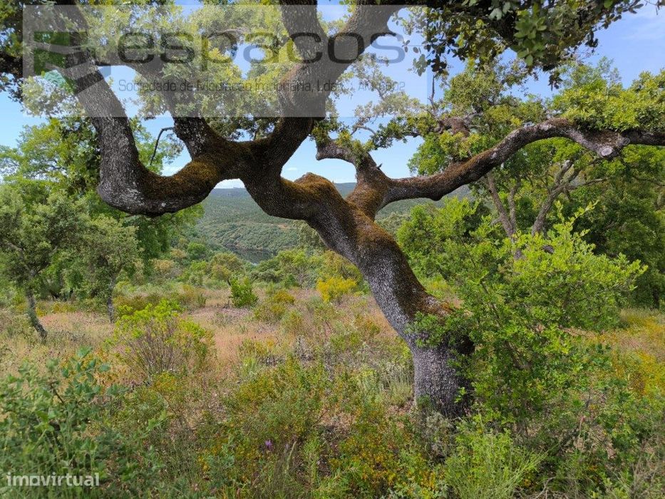 Terreno Florestal a confinar com o Rio Ponsul — Castelo Branco, Castelo Branco