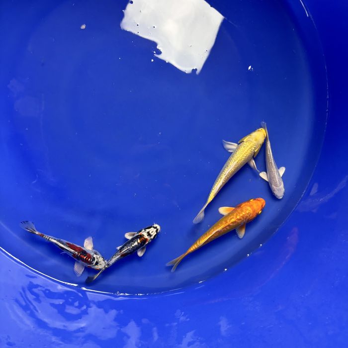 Koi z Japonii - WYSYŁKA - nowa dostawa Pabianice