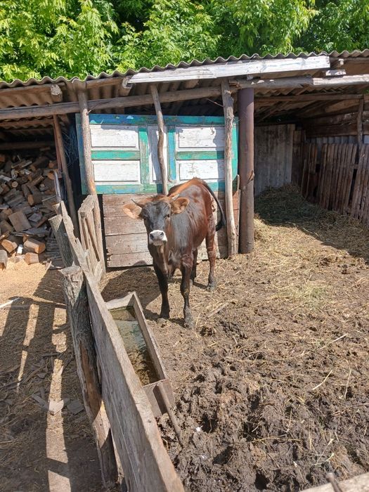 Продаж теличка лебединка