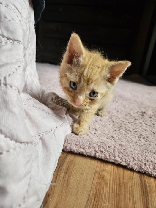 Mlode kotki do adopcji