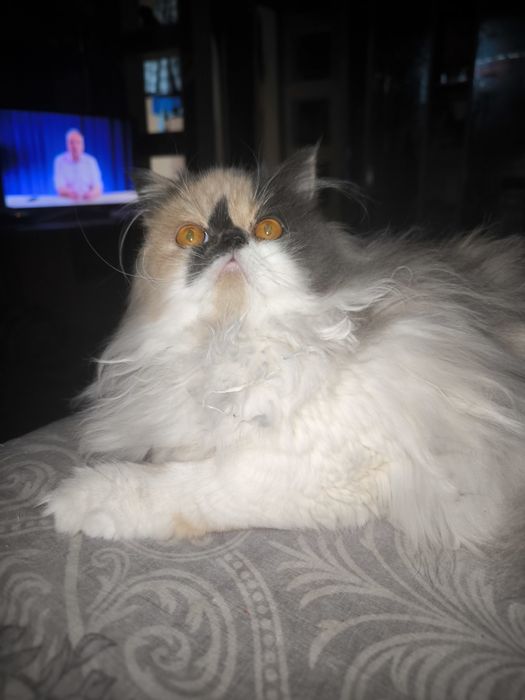 Персидская девочка