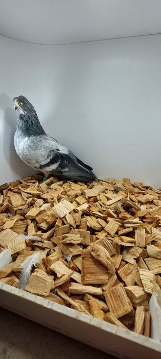 Szek, szeki, krotkodzioby polski, szymel