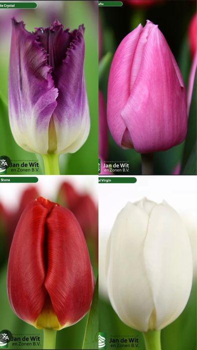 Тюльпан опт и розница к  14 февраля и 8 марта!