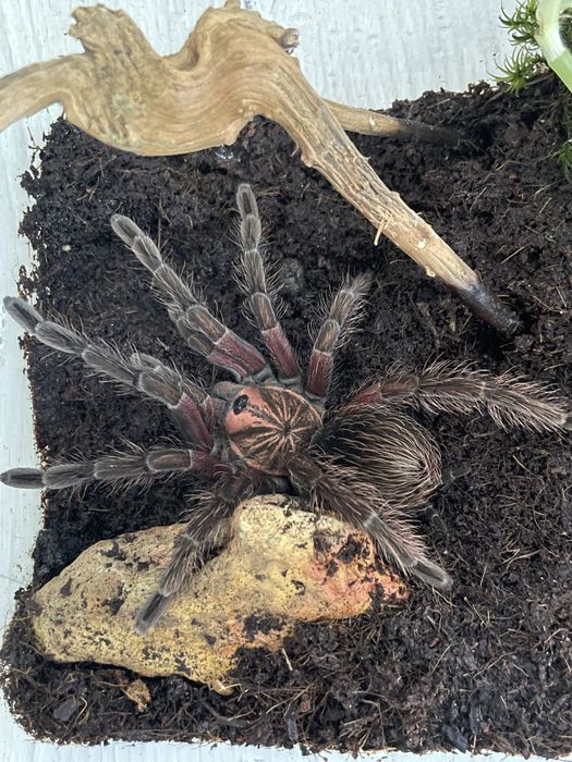 Pamphobeteus sp. Machala samiec 5,5dc