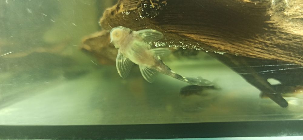 L201 hypancistrus 35zł