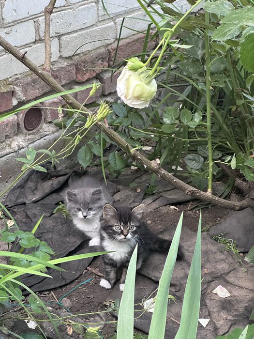 Кошенята в добрі руки