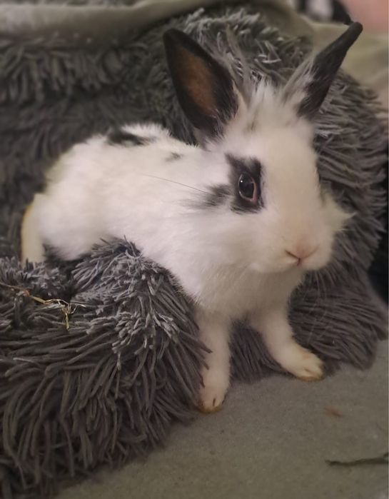 Króliki mianiaturki Teddy Karzeł