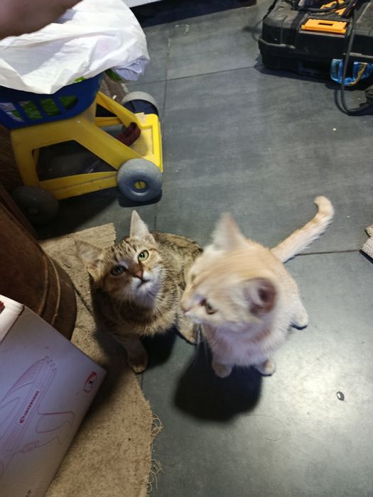 Отдам кота бесплатно