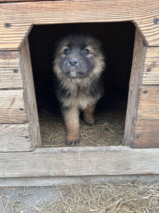 Віддам в добрі руки метиси німецької вівчарки