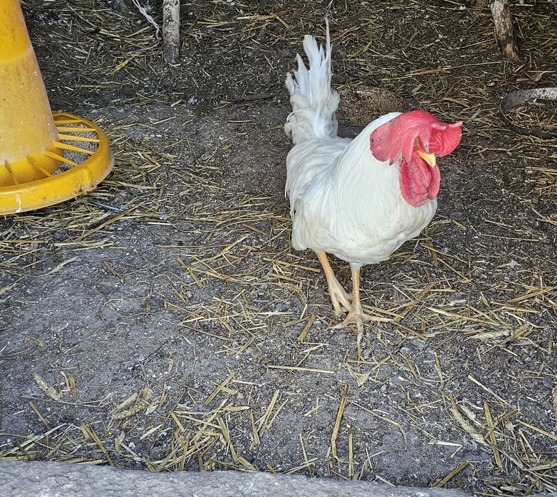 Jaja legowe Leghorn, mix nioski gren sheel