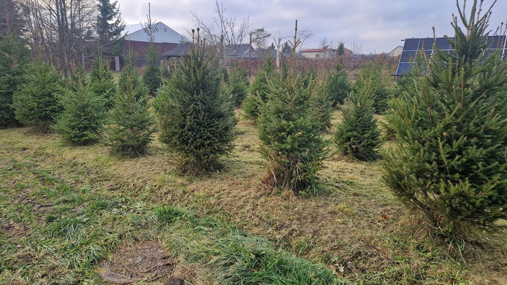Choinki bożonarodzeniowe hurt świerk pospolity srebrny jodła