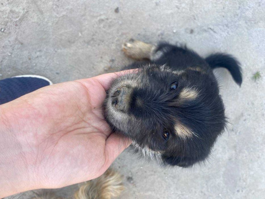 Цуценя в добрі руки