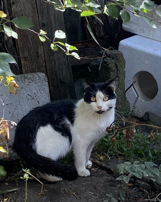 Котик у турботливі руки