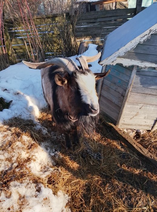Парування кіз з козлом