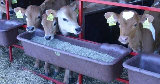 Koryto - żłób podłużny uniwersalny dla koni i bydła