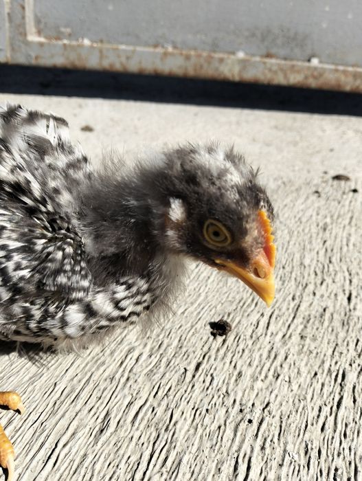 Vendem-se pintos e derivados