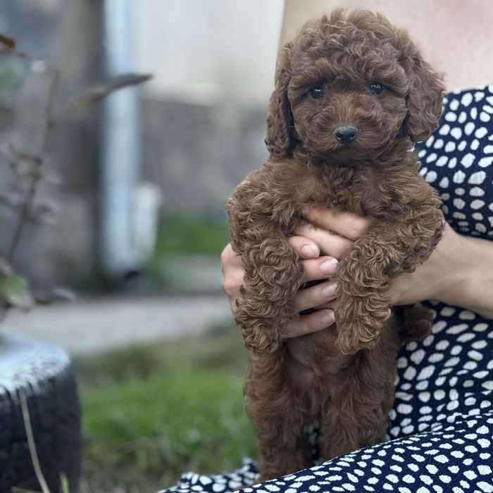 Red Braun хлопчики шоу классу