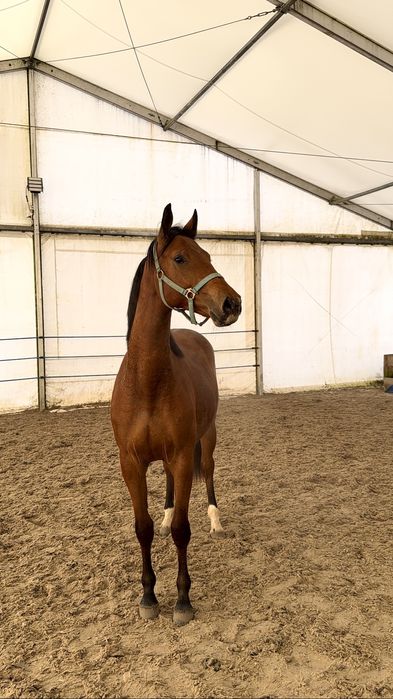 Sprzedam klacz 2 latke