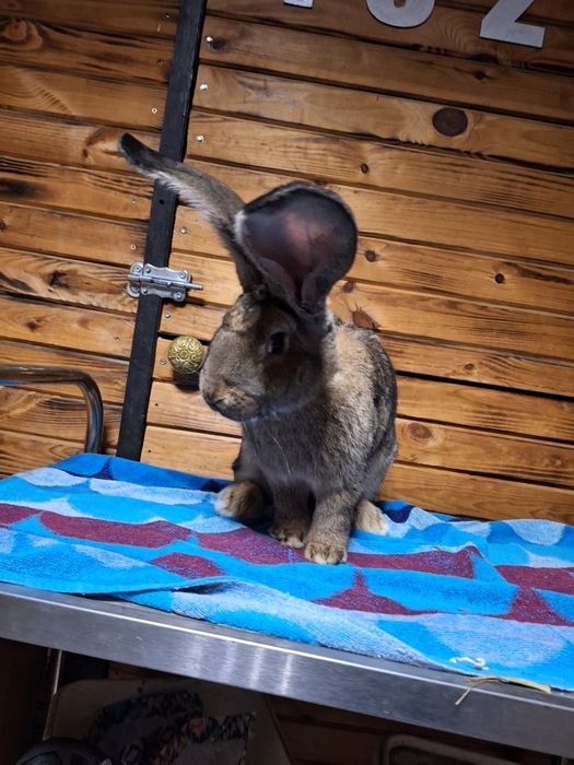 Króliki Belgijskie  Bos