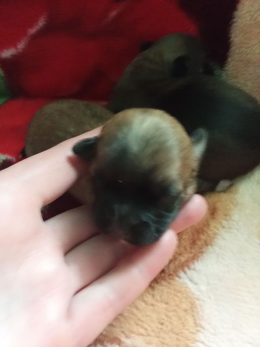 Собачки продаються