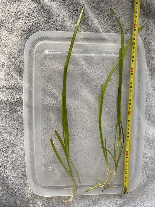 Sprzedam nurzeniec OKAZJA