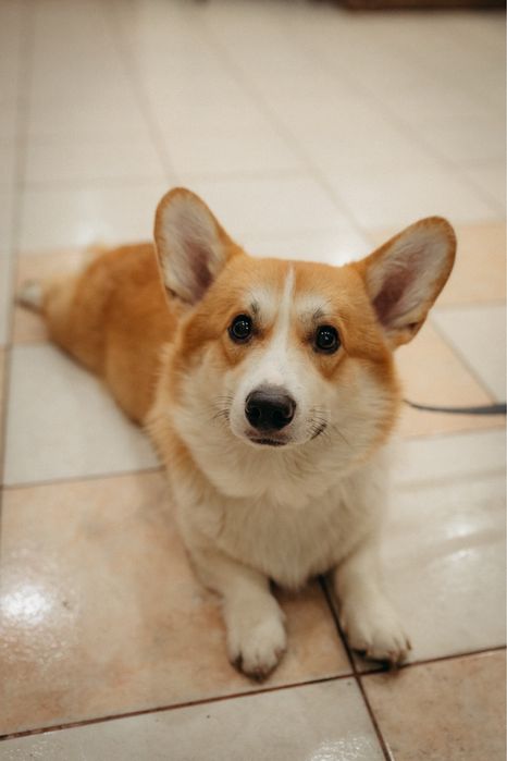 Вʼязка Вельш Коргі Пемброк (батько іноземець)