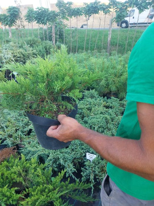 Jałowiec płożący duży dostawa gratis