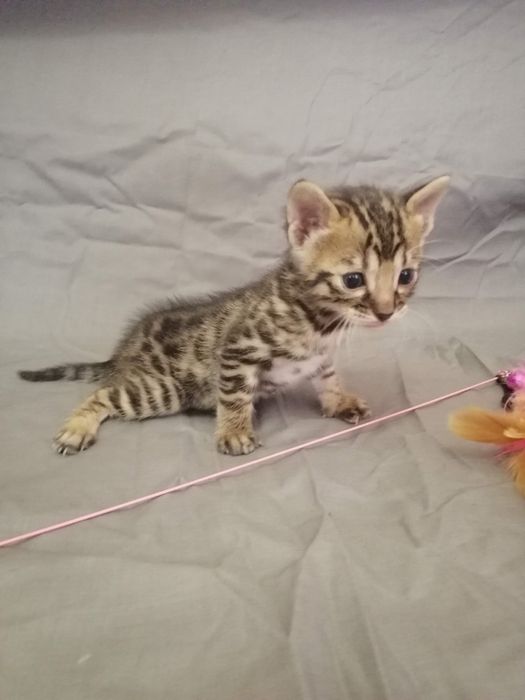 Бенгальські кошенята, бенгальський котята