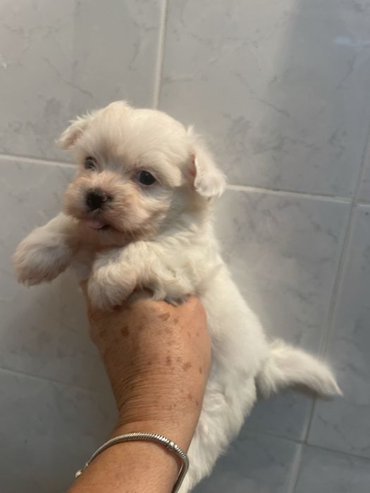Bichon maltes super top