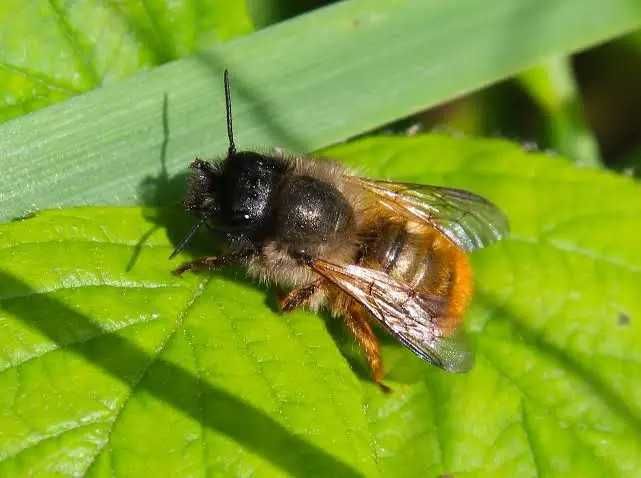 Murarka ogrodowa pakiet 160sztuk!