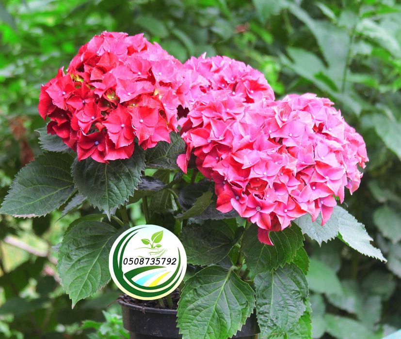 Саджанці - кущі гортензії широколистої "Червона"