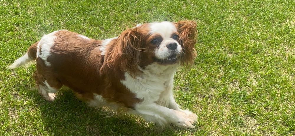 Cavapoo - szczeniak , czerwony
