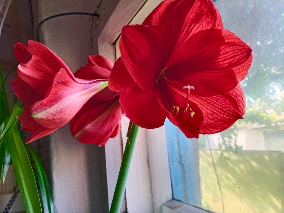 лілія лилия гіппеаструм амарілліс з вазоном