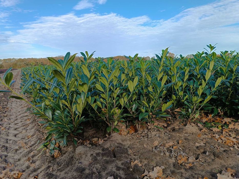 Laurowiśnia wschodnia! 200 cm! Novita! Elly! Etna! Prunus! Sadzimy!