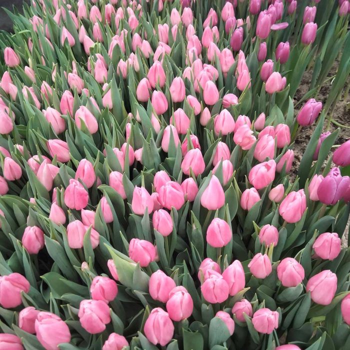 Тюльпан опт будь-яка кількість