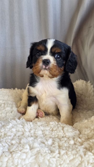 King Charles Cavalier Tricolor Macho