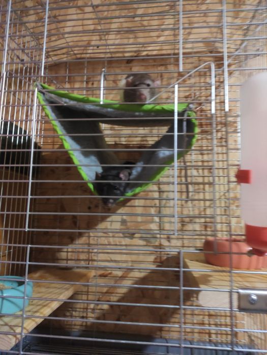 Пацюки дамбо. Хлопчики