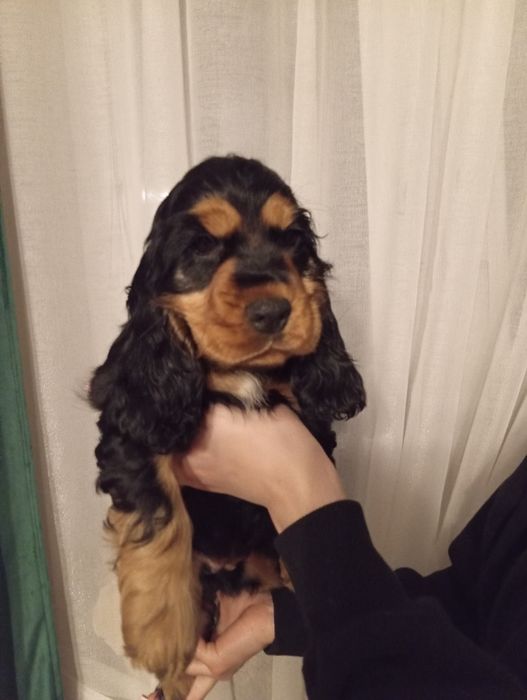 Suczka Cocker spaniel angielski