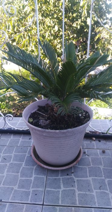 Palmeiras cicas para jardim