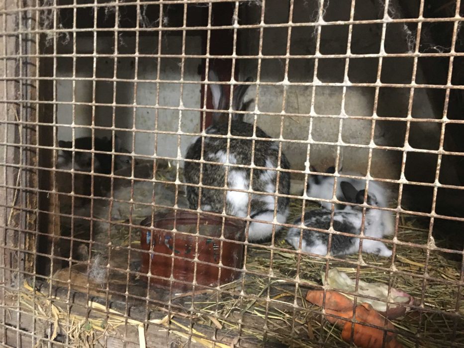 Кролі, кролиці, кроликі