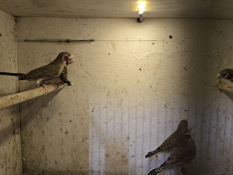 Amadyna obrożna, samce.